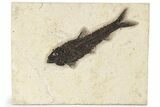 Fossil Fish (Knightia) - Wyoming #222923-1